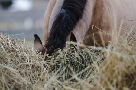 Build a DIY Hay Feeder for Smaller Livestock Image